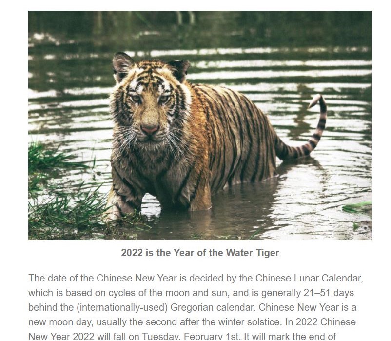 Tiger emerging from water